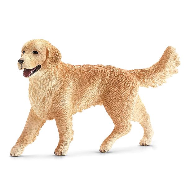 Golden Retriever Hündin