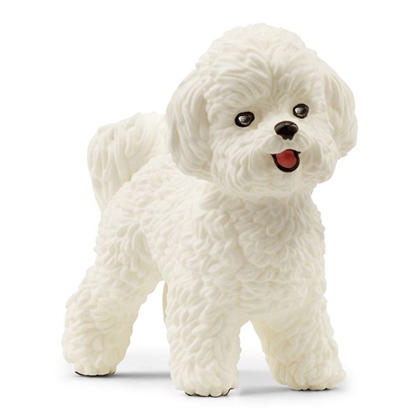 Bichon Frisé